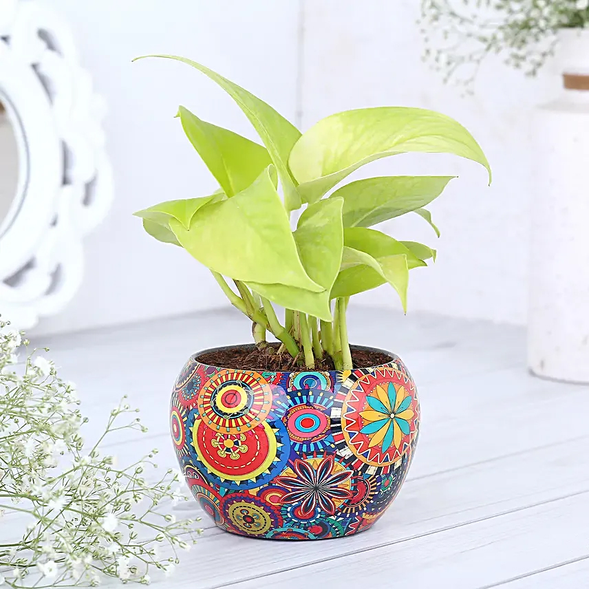 Money plant