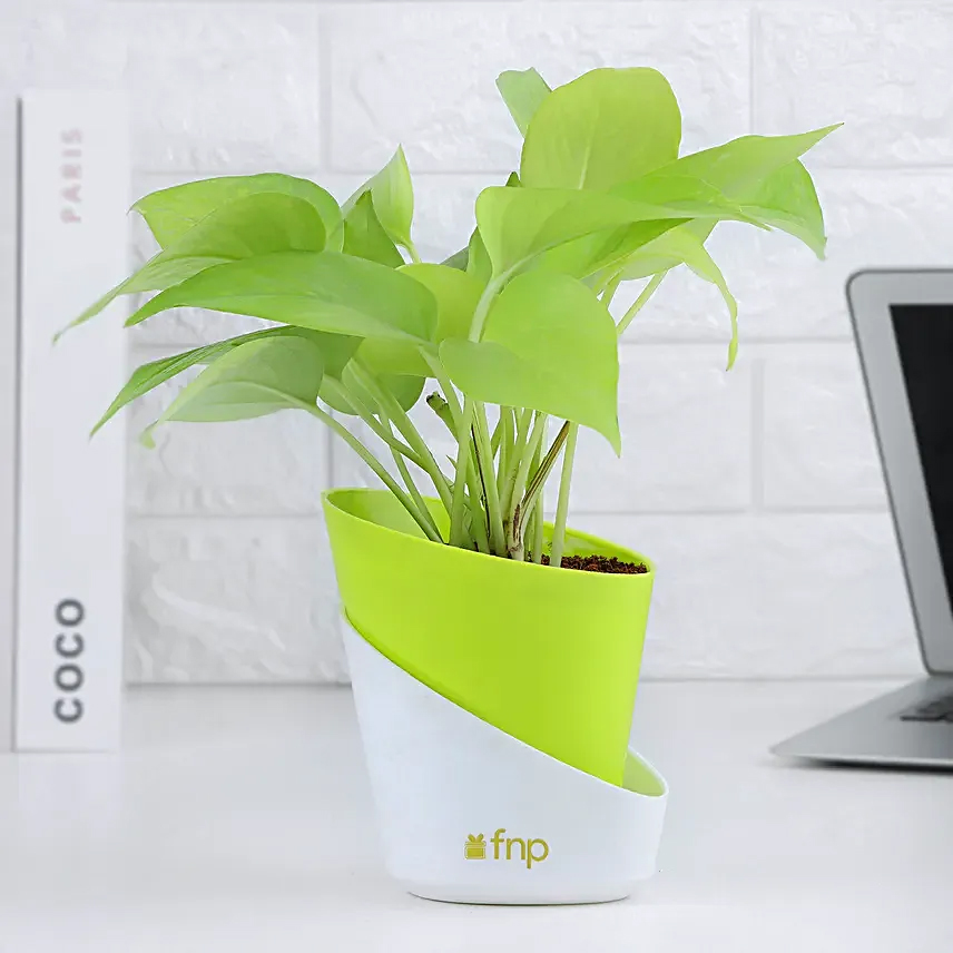 Money plant