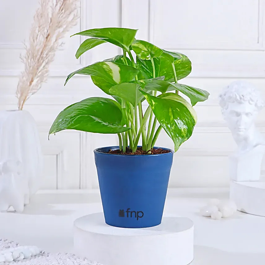 Money plant