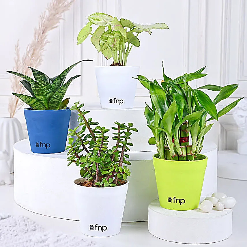 Money plant