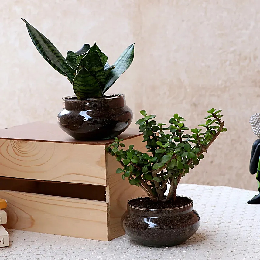 plant set